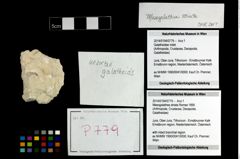 Foto (Objekt + Etikett) von Mesogalathea striata (Remes 1895)  (NHMW-GEO-2014-0194-0779)